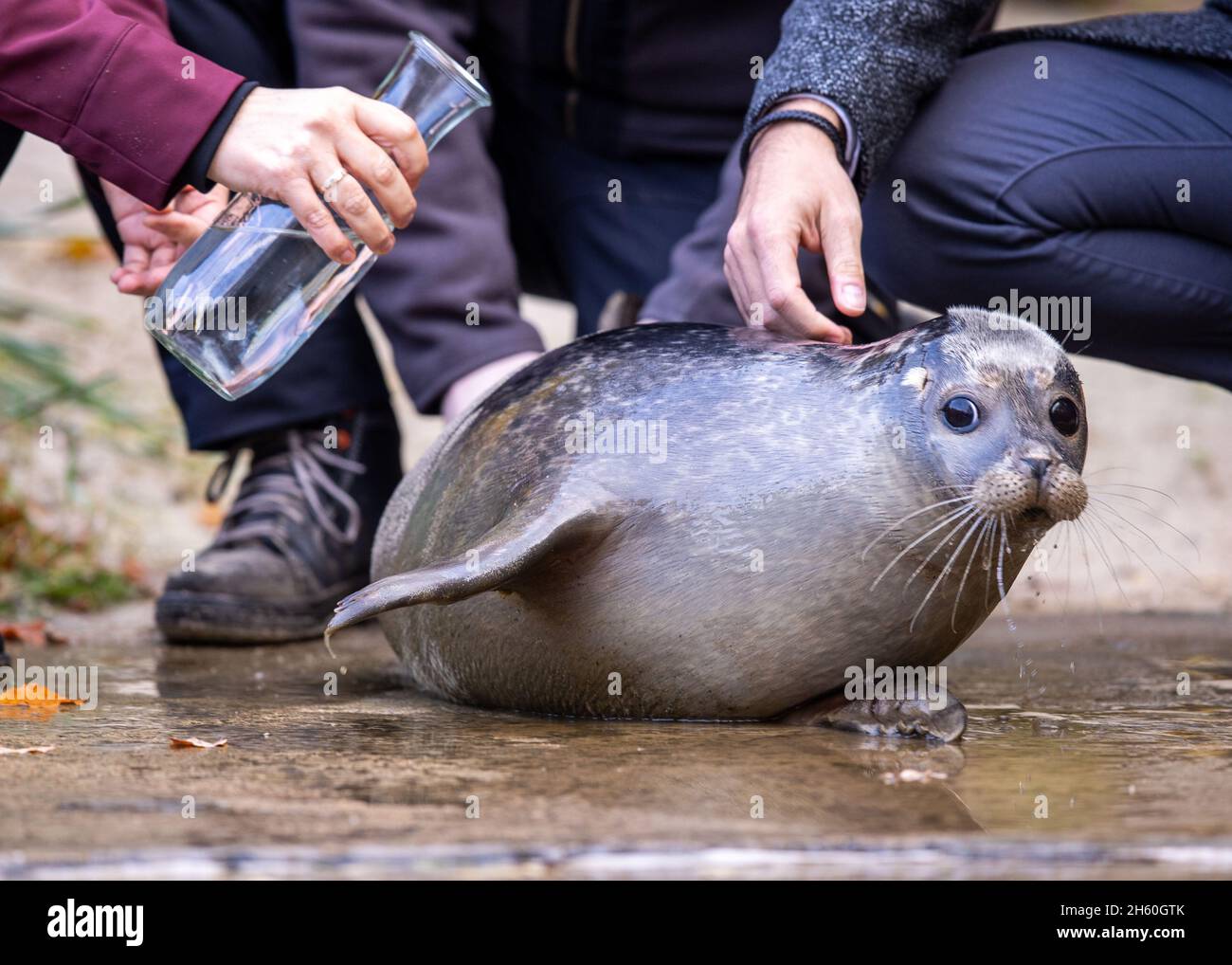 Rostock, Germany. 12th Nov, 2021. A young seal is named Sammy at Rostock Zoo. On female seal Lilly (15) gave birth to her eighth young animal, a boy. The little one Rostock, Germany. 12th Nov, 2021. A young seal is named Sammy at Rostock Zoo. On female seal Lilly (15) gave birth to her eighth young animal, a boy. The little one