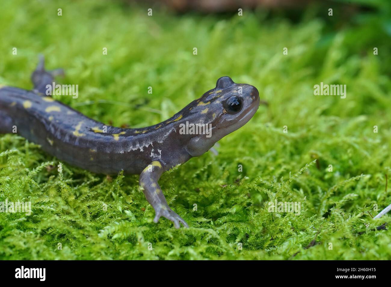 Closeup on the rare, endangered Gorgan Mountain Salamander,  Paradactylodon gorganensis Stock Photo