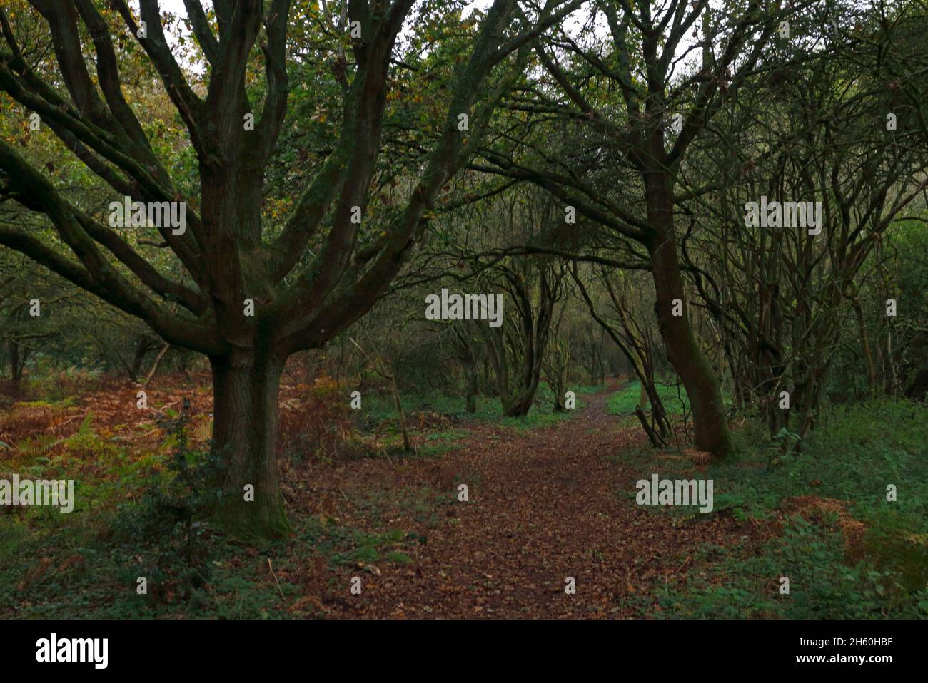 A view of a footpath through woodland habitat on Alderford Common SSSI site on a dull autumn day at Alderford, Norfolk, England, United Kingdom. Stock Photo