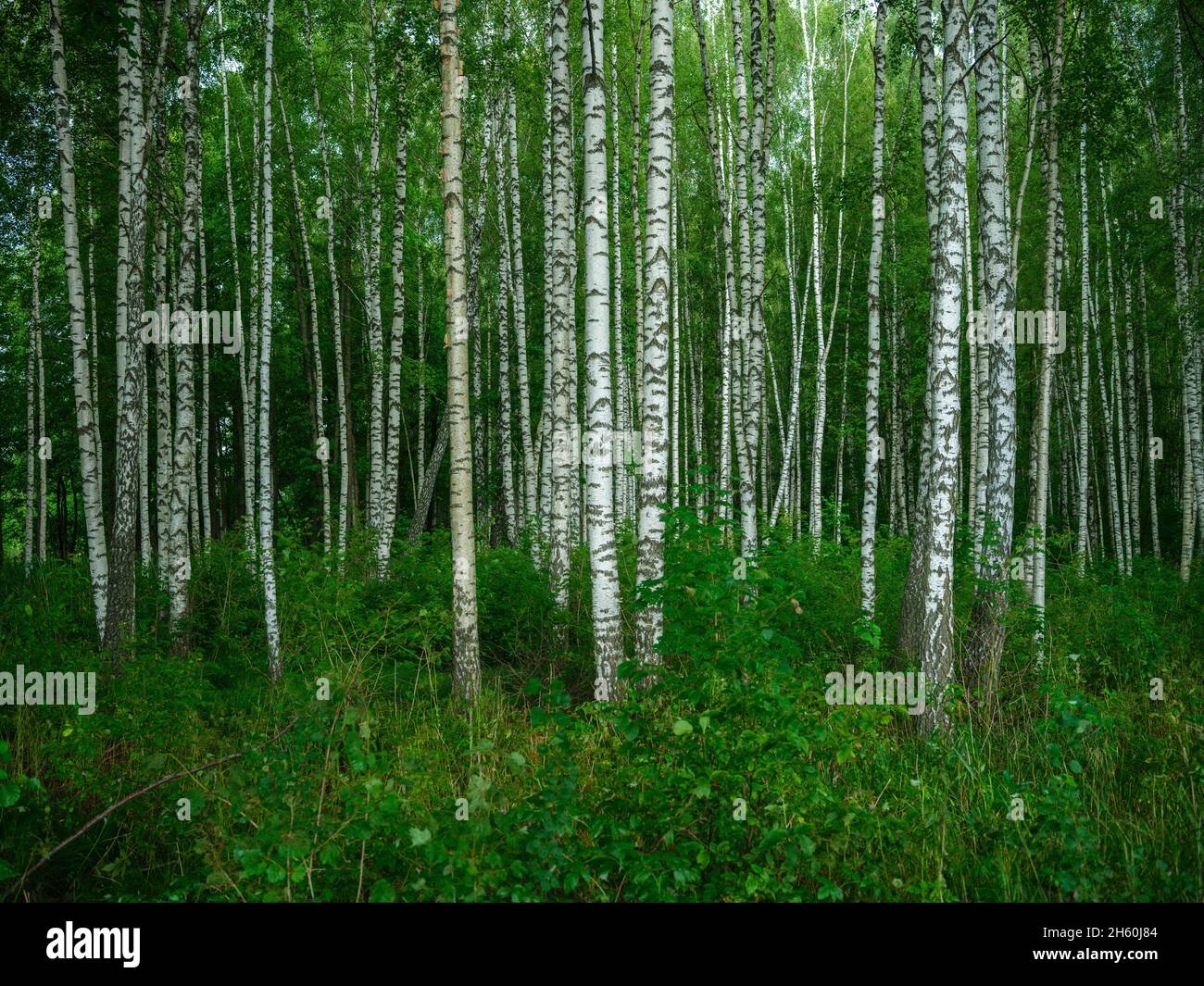 birch tree grove in summer green forest. white trunk wall Stock Photo ...