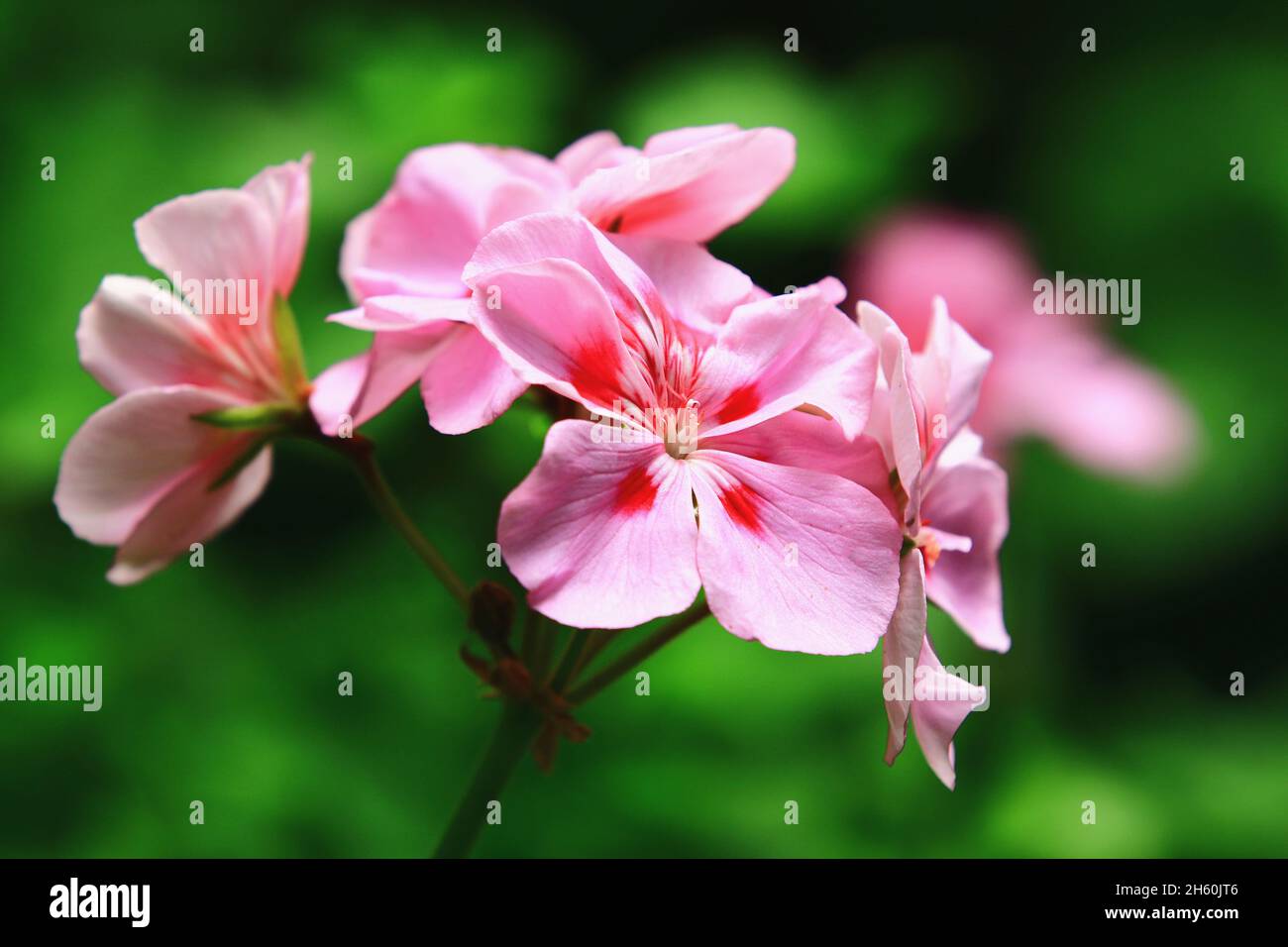 beautiful view of blooming Fish Geranium(Zonal Geranium,House Geranium,Horseshoe Geranium) flowers,close-up of pink flowers blooming in the garden Stock Photo