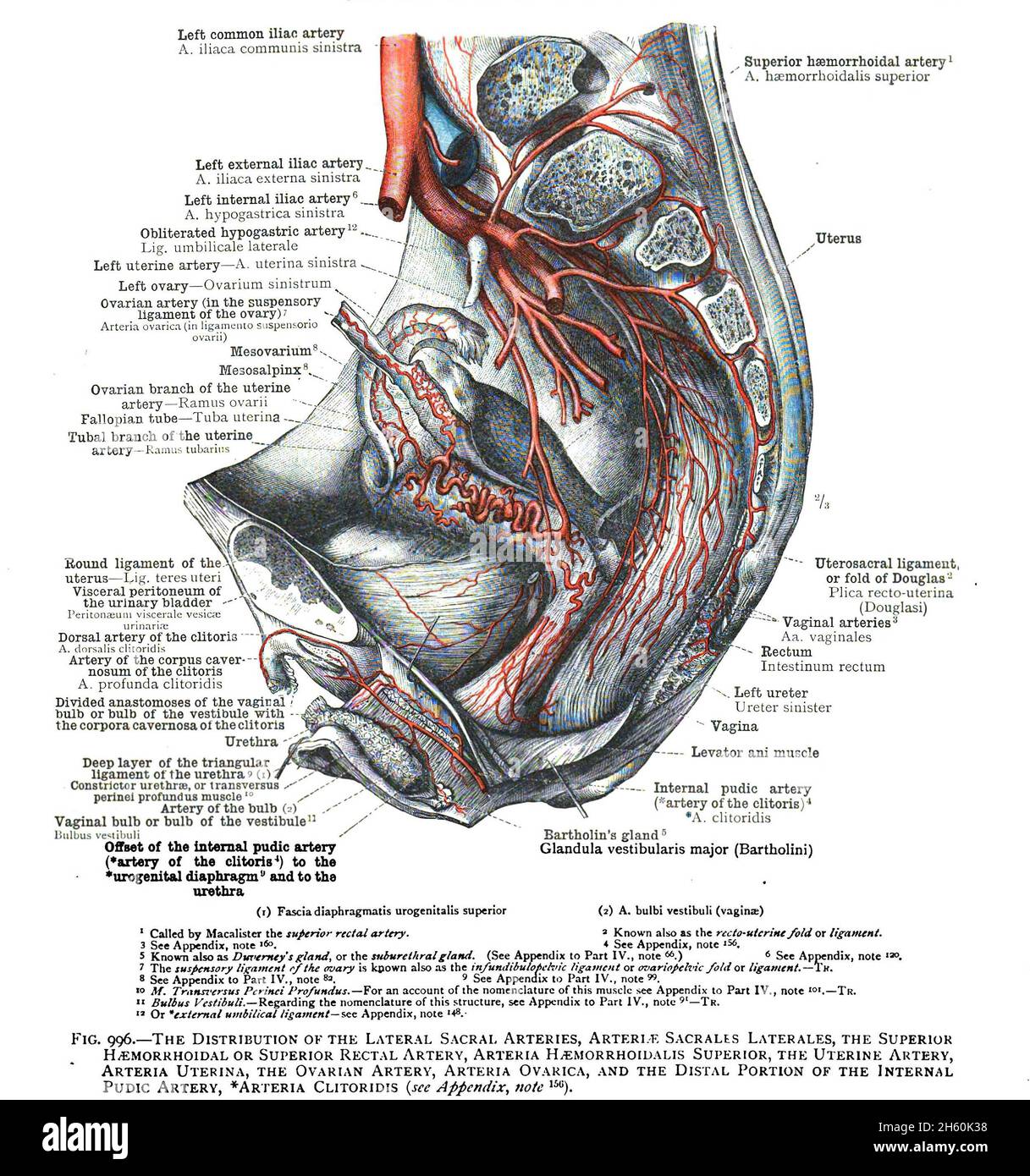 Scanned page of an anatomy textbook from the 19th century Stock Photo ...