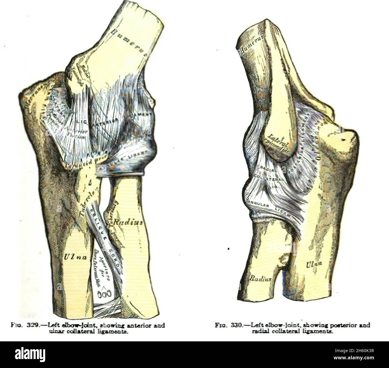 Scanned page of an anatomy textbook from the 19th century Stock Photo ...