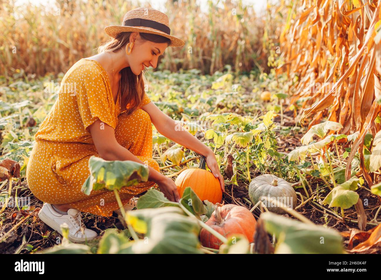 Pumpkins. Woman farmer picking autumn crop of pumpkins on farm. Agriculture. Thanksgiving and Halloween preparation Stock Photo
