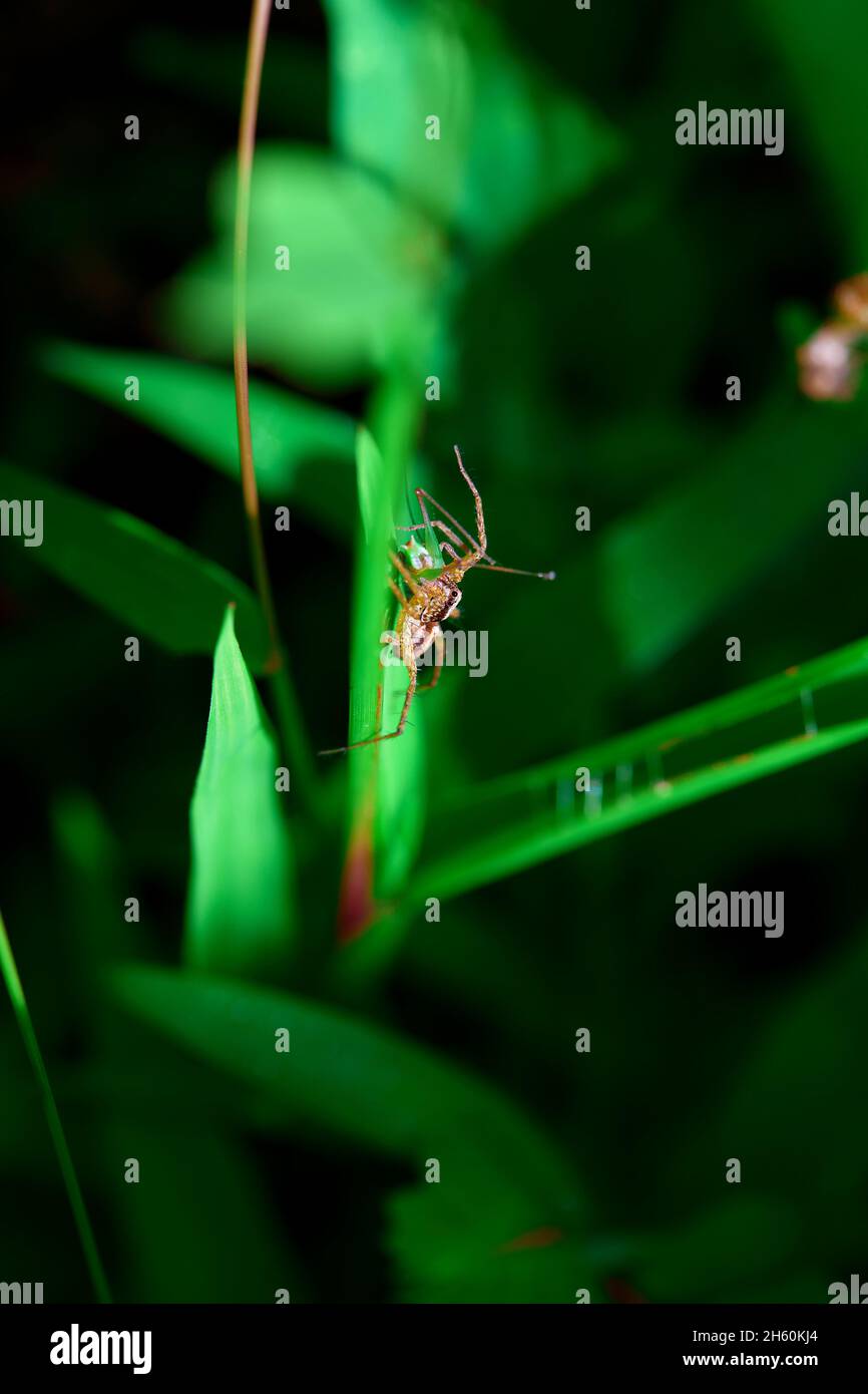 Spider eating green grasshopper on grass blade Stock Photo