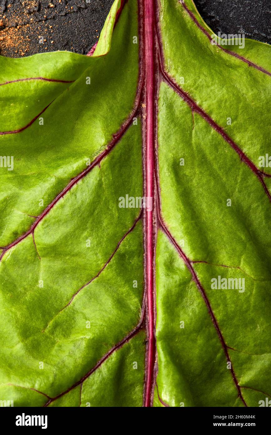 Close up of a beetroot leaf. Stock Photo