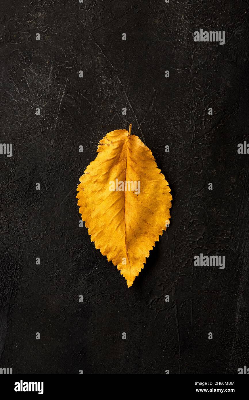 Yellow leaf on a black background. Stock Photo