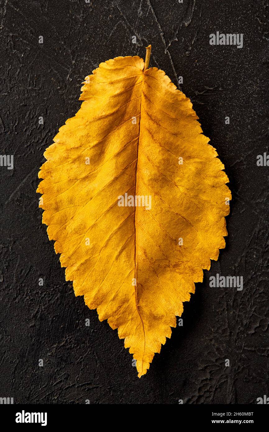 Yellow leaf on a black background. Stock Photo
