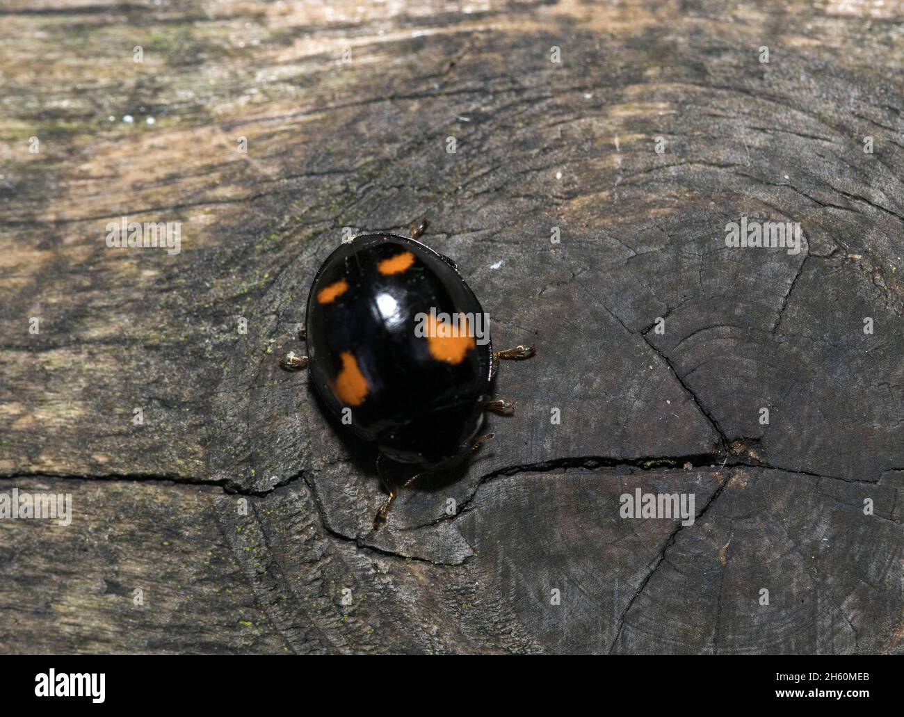 The Pine or 4 Spot Ladybird usually has 4 red spots on the elytra (wing cases) with 2 larger comma shaped front spots. They prefer coniferous trees Stock Photo
