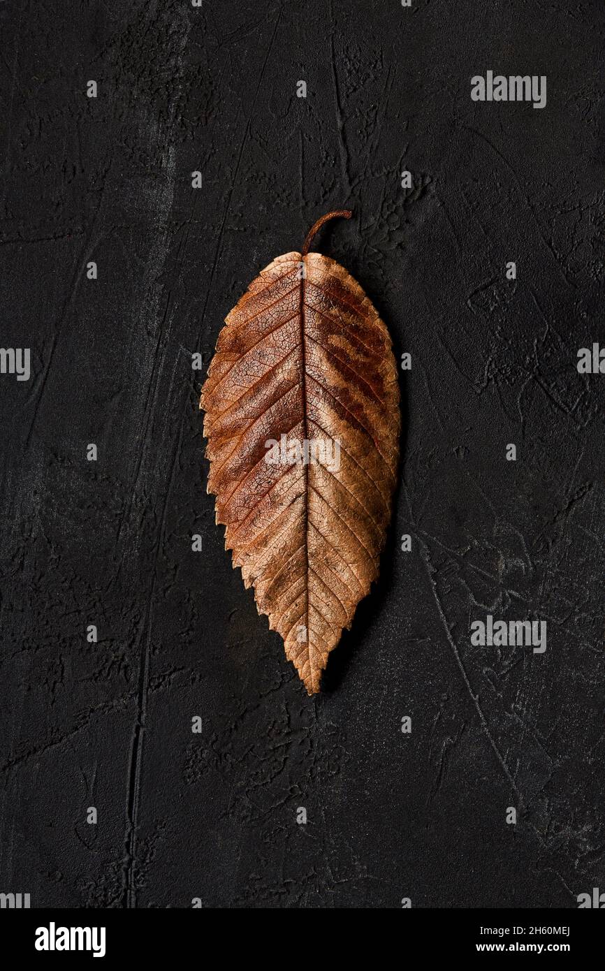Brown leaf on a black background viewed from the top. Stock Photo