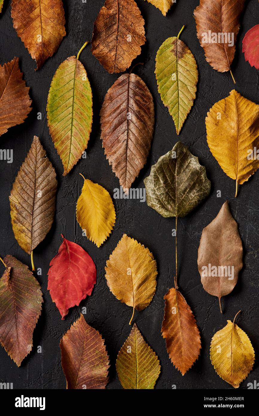 Autumn leaves viewed from the top Stock Photo - Alamy