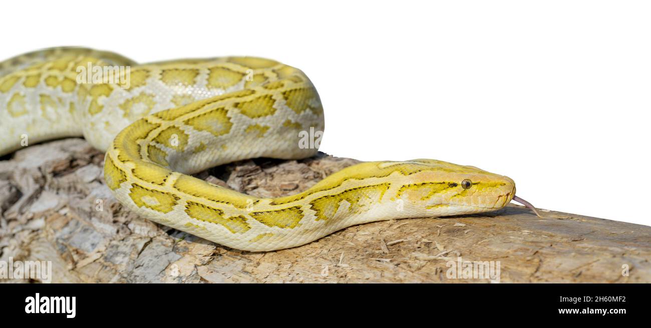 Albino tree snake hi-res stock photography and images - Alamy