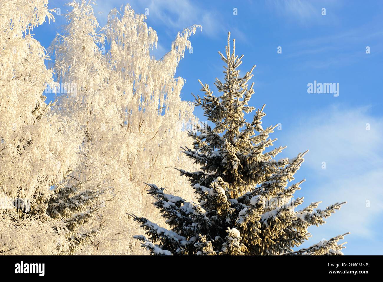 Frost and snow covered spruce (Picea abies) and birch trees (Betula pendula) against blue sky. Stock Photo