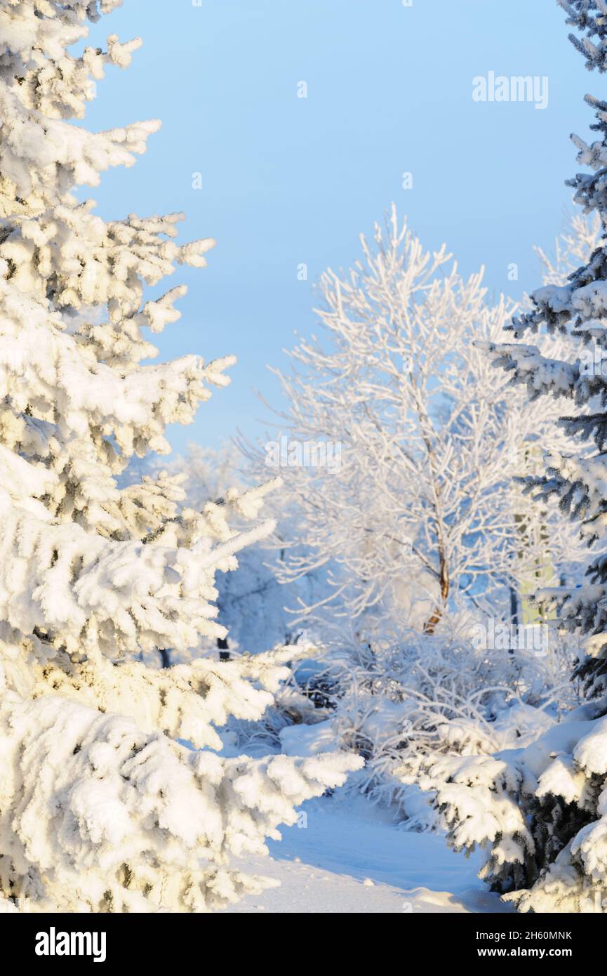 Winter scene - snowy trees Stock Photo