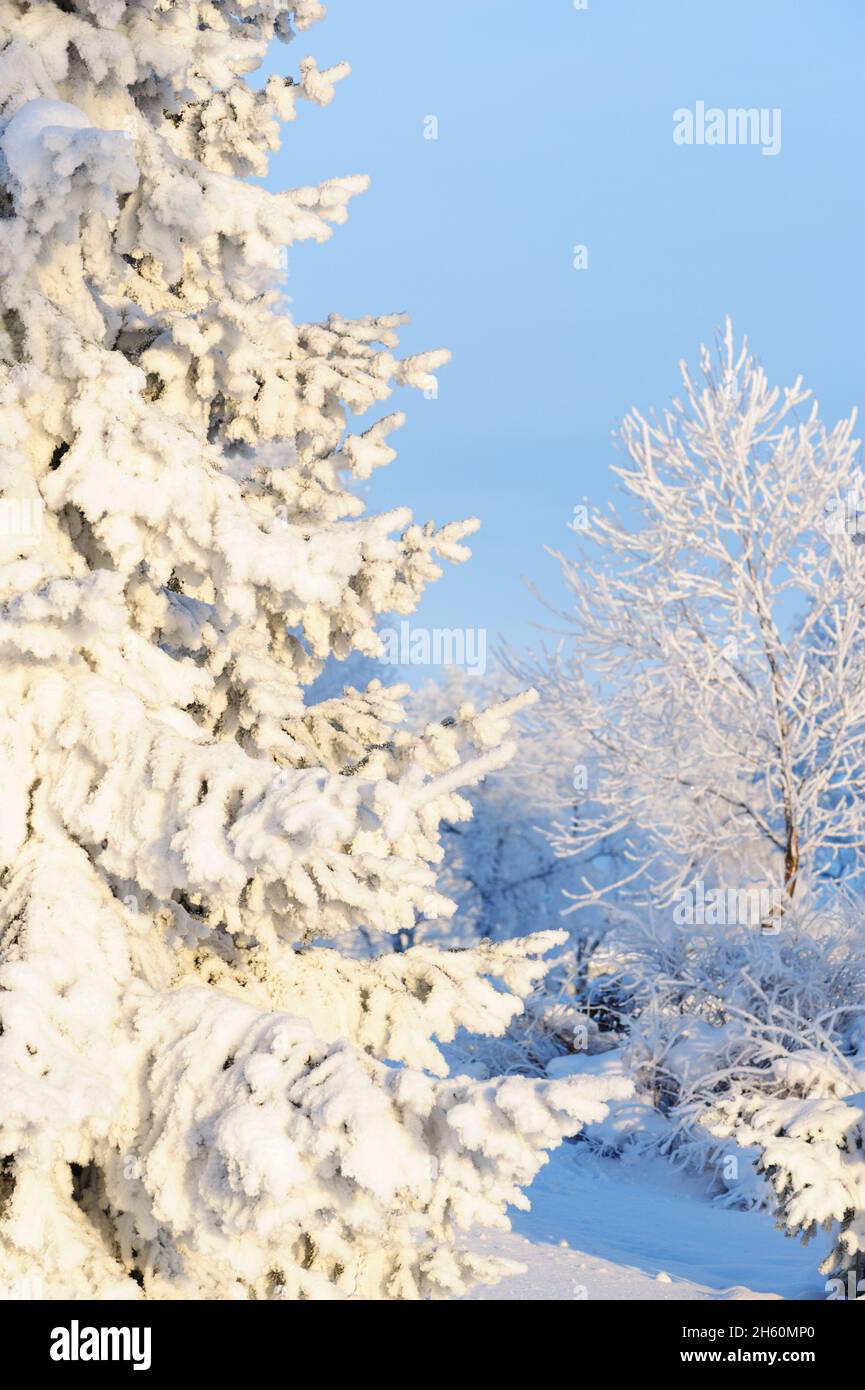Winter scene - snowy trees Stock Photo