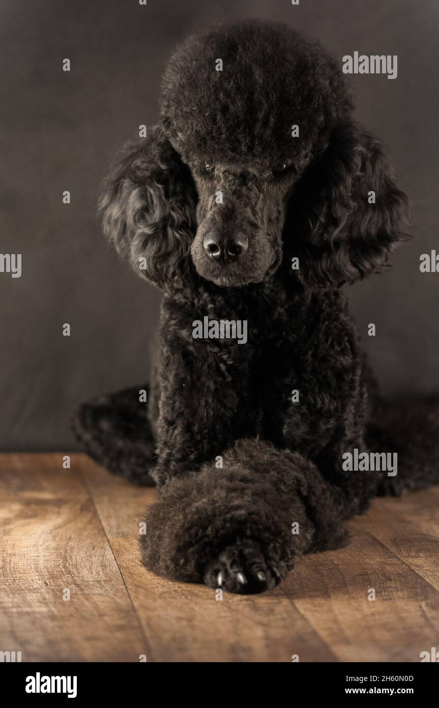 Black poodle sitting on the laminate floor Stock Photo - Alamy
