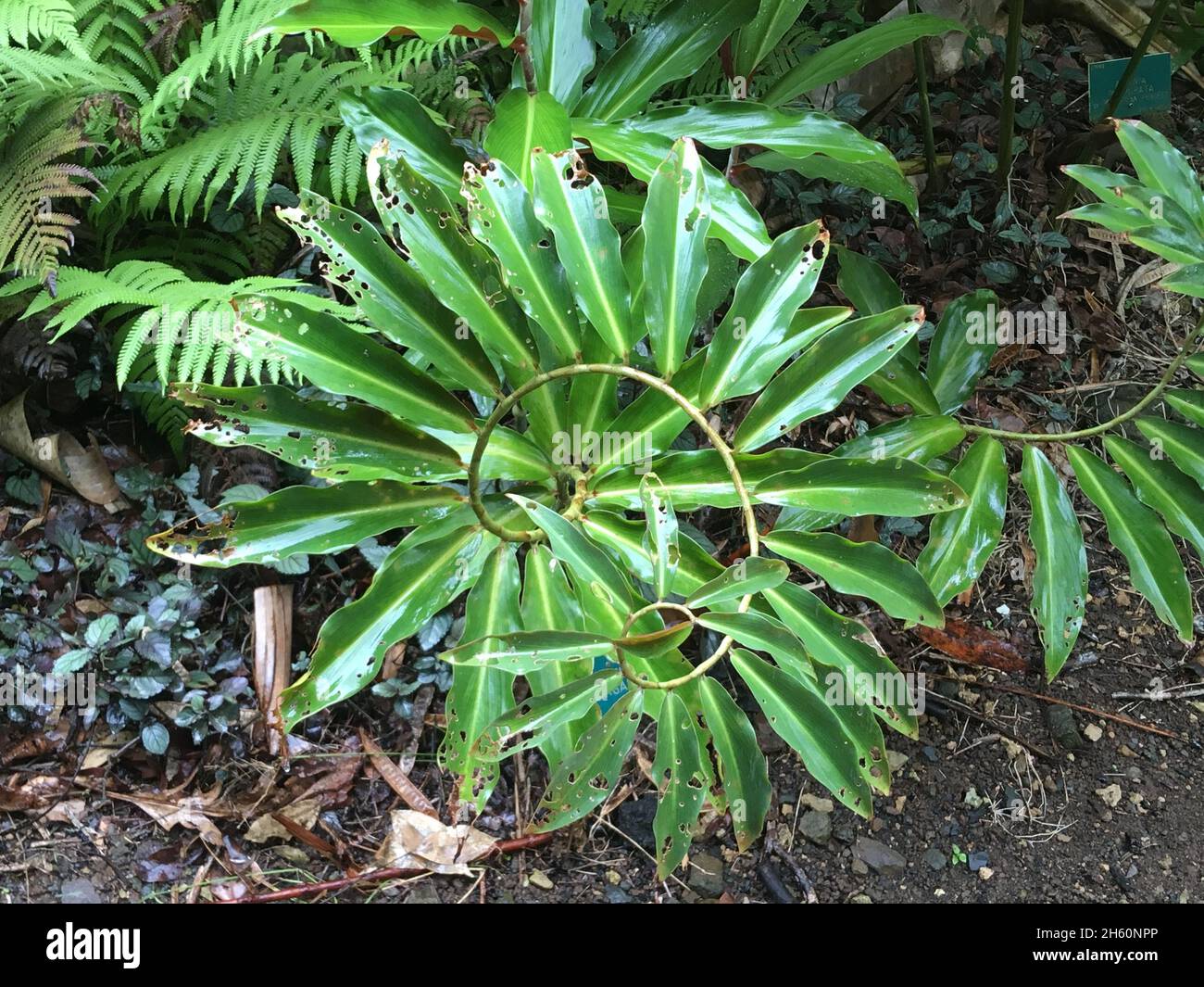Spiral ginger plant growing in the area of Waimea Falls, Oahu, Hawaii Stock Photo