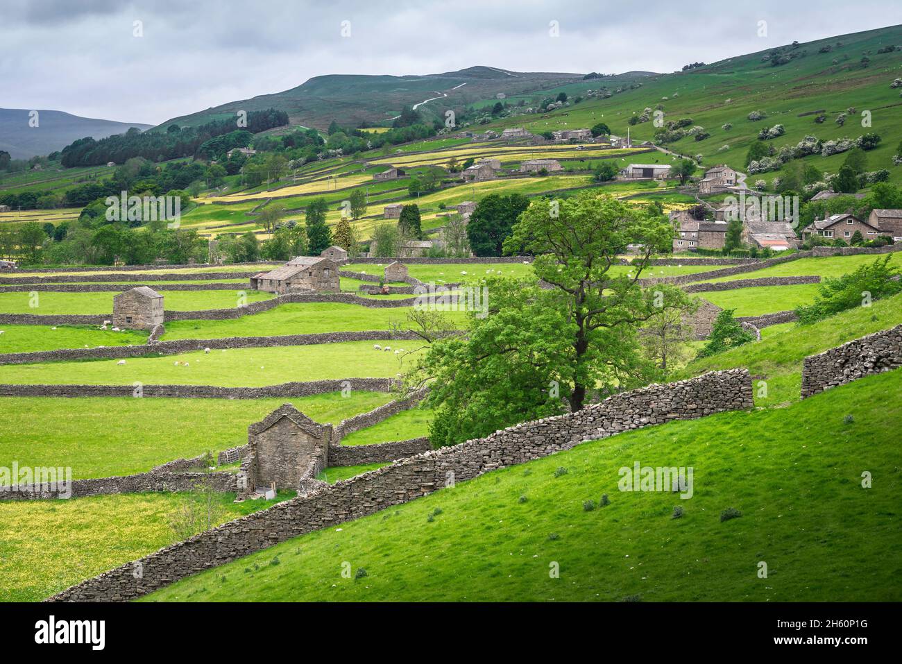 Swaledale, View Of Traditional Barns And Dry Stone Walls In Farmland 