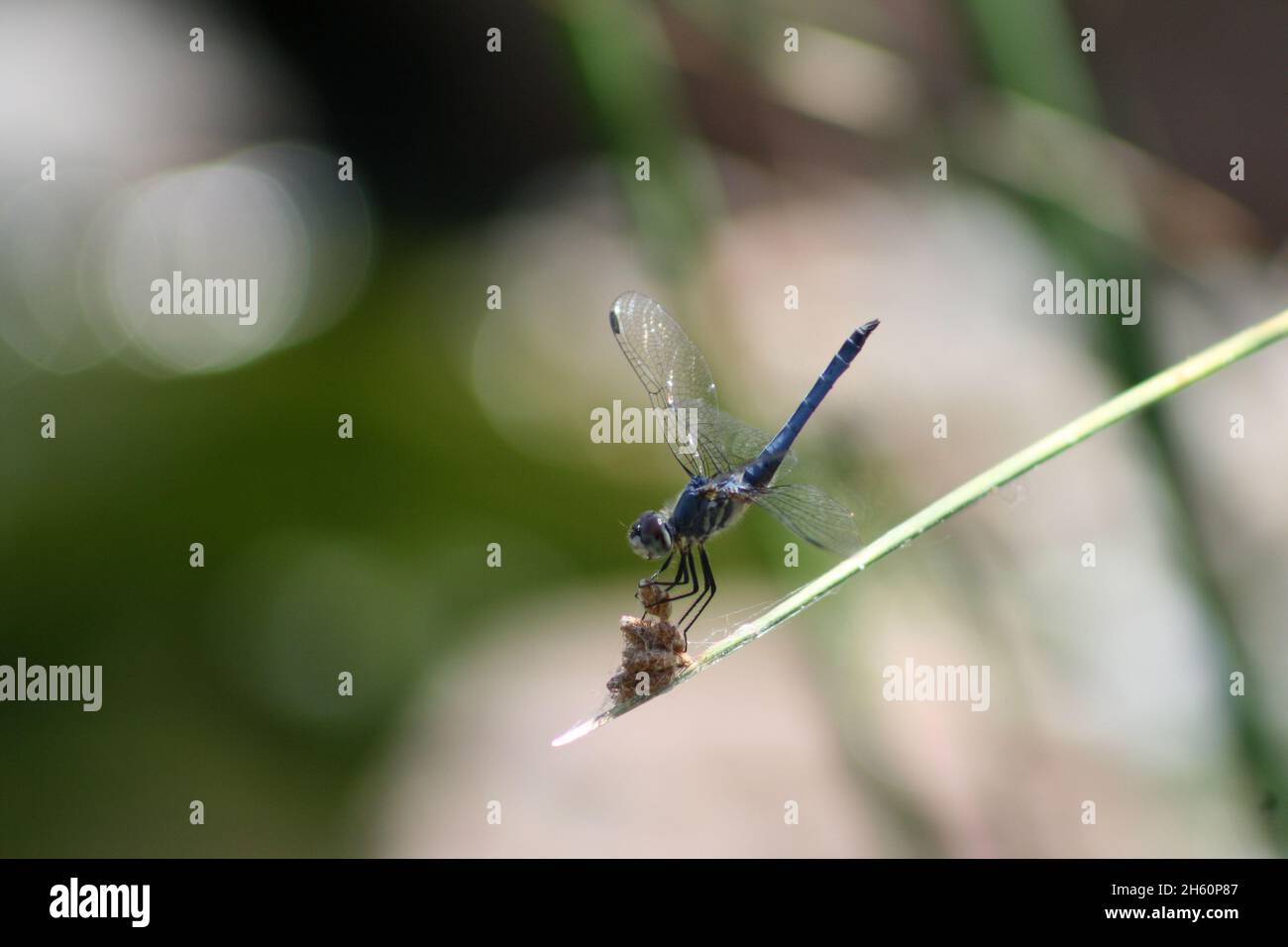 Shallow focus shot of a dragonfly standing on the green leaf of a plant ...