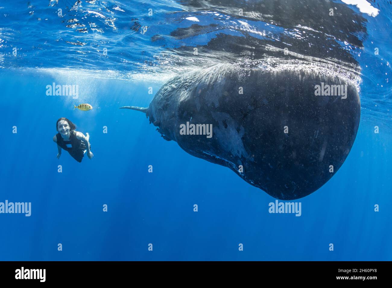 Natalie Karpushenko is swimming with a 90,000-pound sperm whale. INDIAN OCEAN: A BEAUTIFUL image has captured a woman swimming with a sperm whale in t Stock Photo