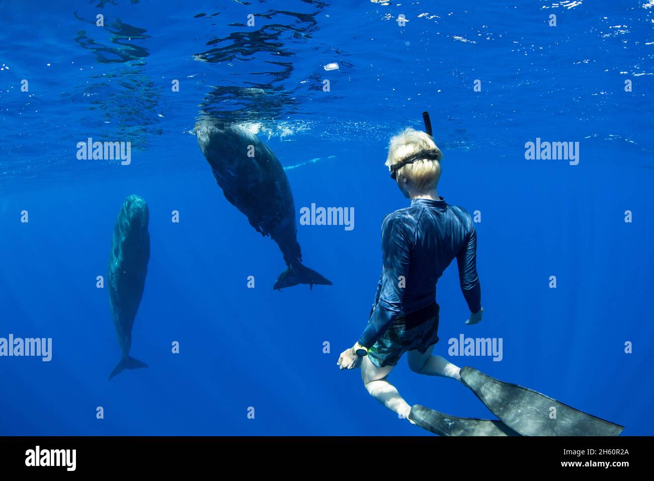 A whale pod in the Indian Ocean. INDIAN OCEAN: A BEAUTIFUL image has captured a woman swimming with a sperm whale in the Indian Ocean. In the image, a Stock Photo