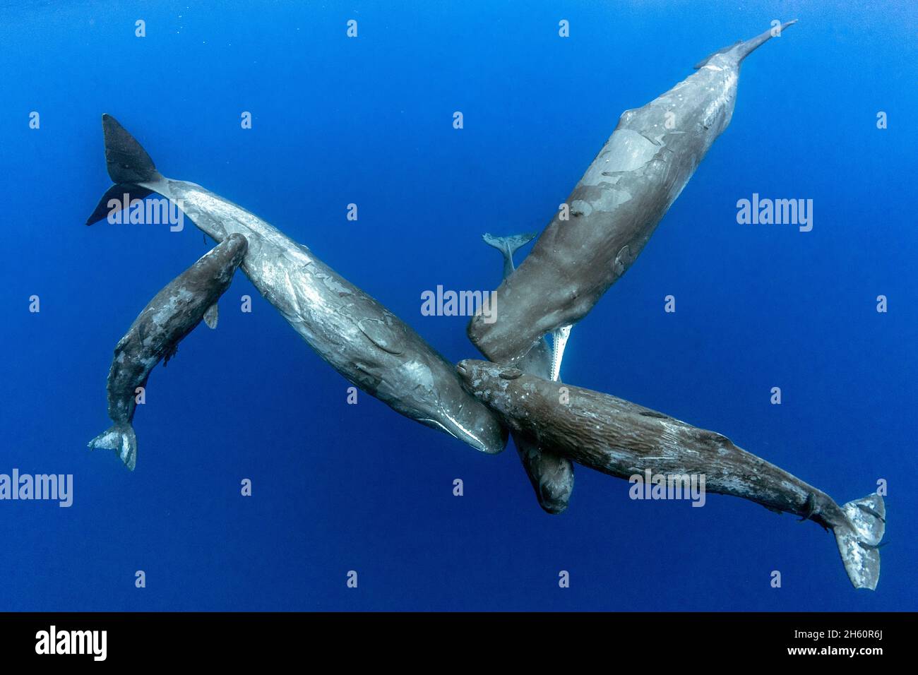 A whale pod bumping their heads into each other. INDIAN OCEAN: A BEAUTIFUL image has captured a woman swimming with a sperm whale in the Indian Ocean. Stock Photo