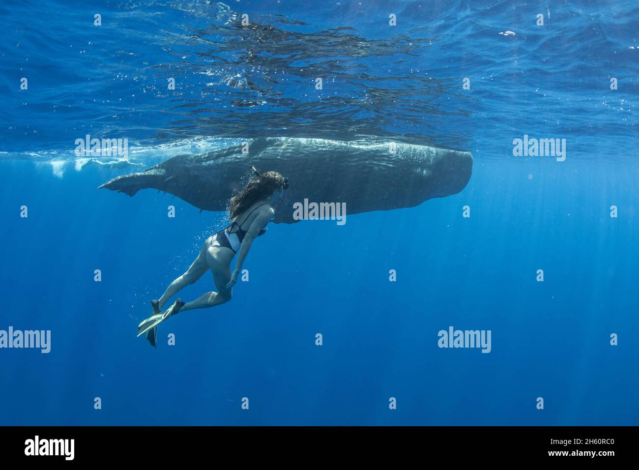 Natalie Karpushenko was very excited to be with the whales for so long. INDIAN OCEAN: A BEAUTIFUL image has captured a woman swimming with a sperm wha Stock Photo