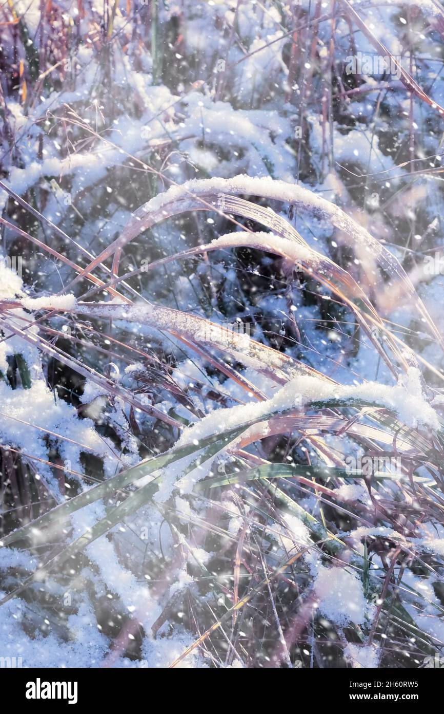 Beautiful fluffy snow falling plant hi-res stock photography and images ...