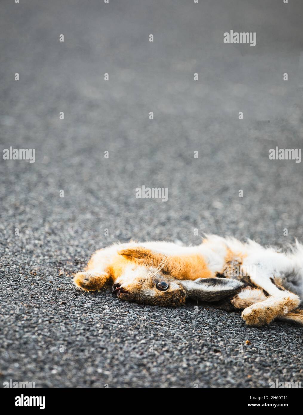 Close up of head and face of dead rabbit hit by car on tarmac road