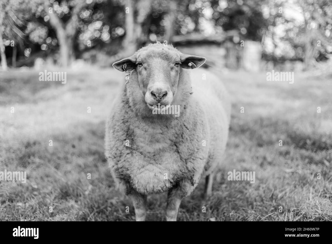 Grayscale shot of sheep in a pasture Stock Photo - Alamy