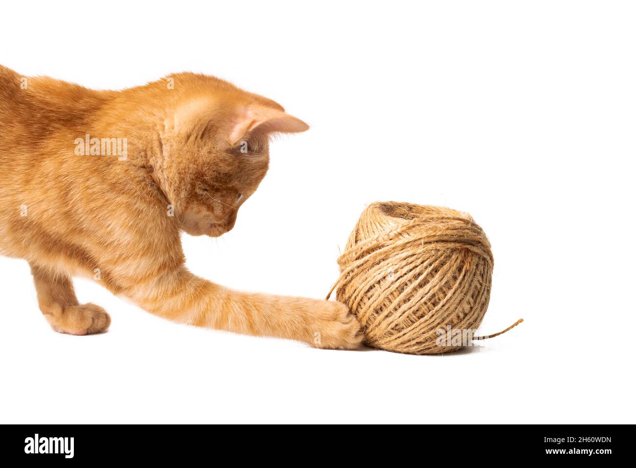 Котенок играет с клубком