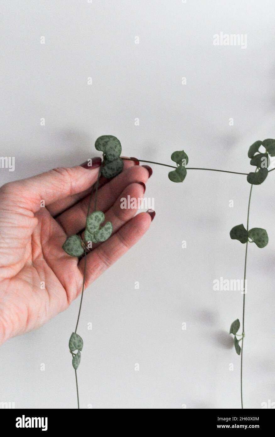 String of hearts houseplant (Ceropegia woodii) - trailing plant. Image shows the 'strings' being held by a female hand Stock Photo