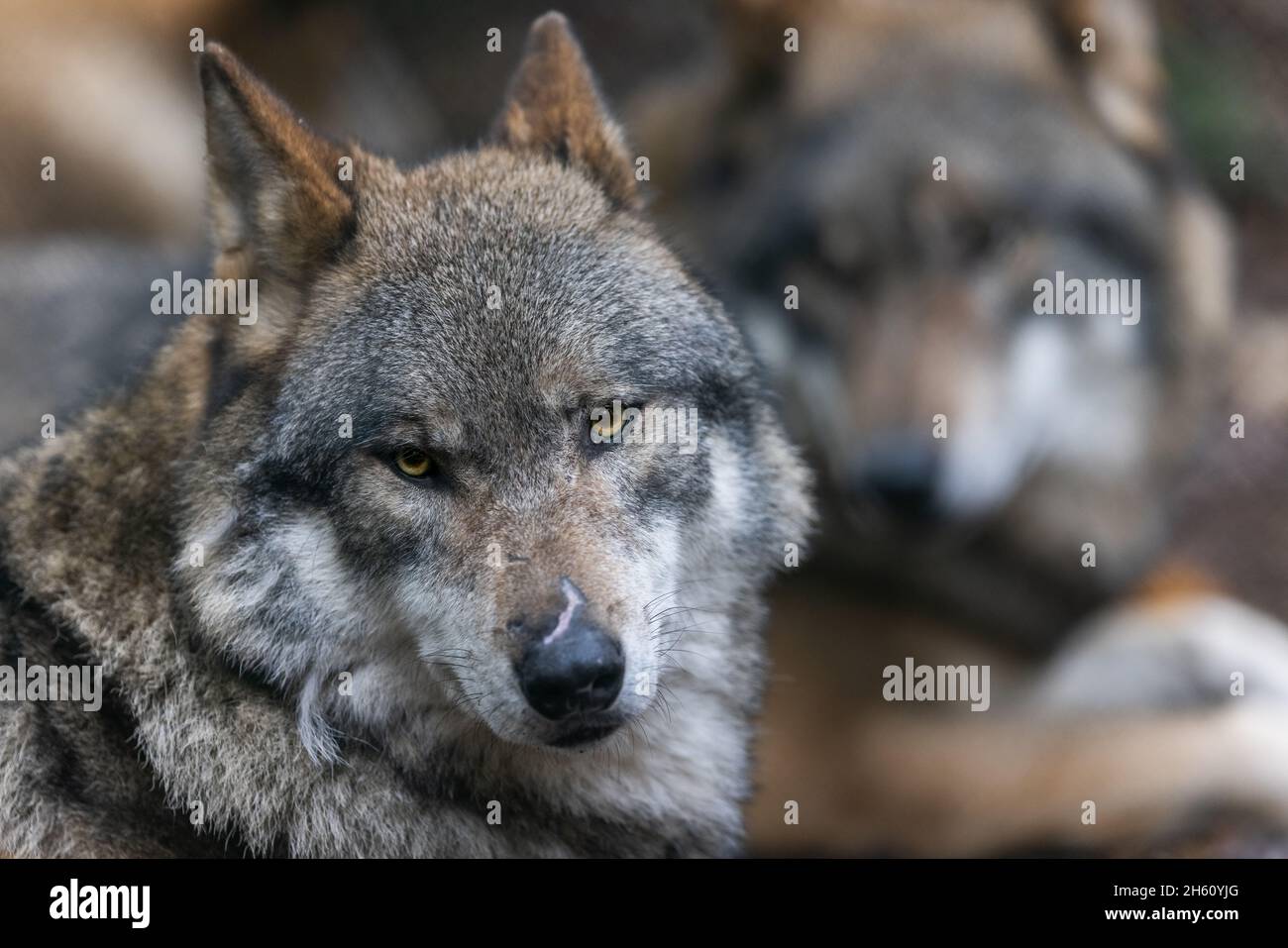 Portrait of a gray wolf in the forest Stock Photo - Alamy