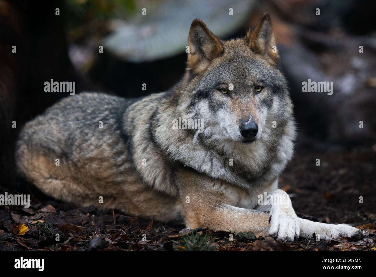 Portrait of a gray wolf in the forest Stock Photo - Alamy