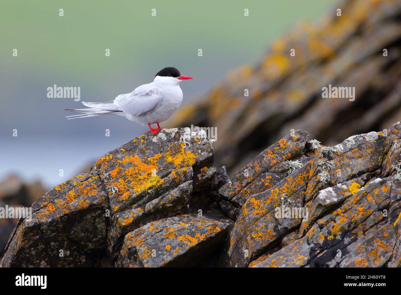 An adult Arctic Tern (Sterna paradisaea) perched on a rock on the island of Mousa, Shetland Stock Photo