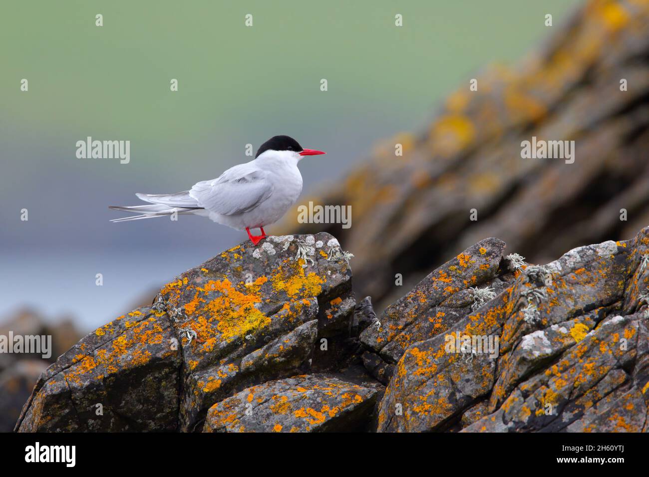 An adult Arctic Tern (Sterna paradisaea) perched on a rock on the island of Mousa, Shetland Stock Photo