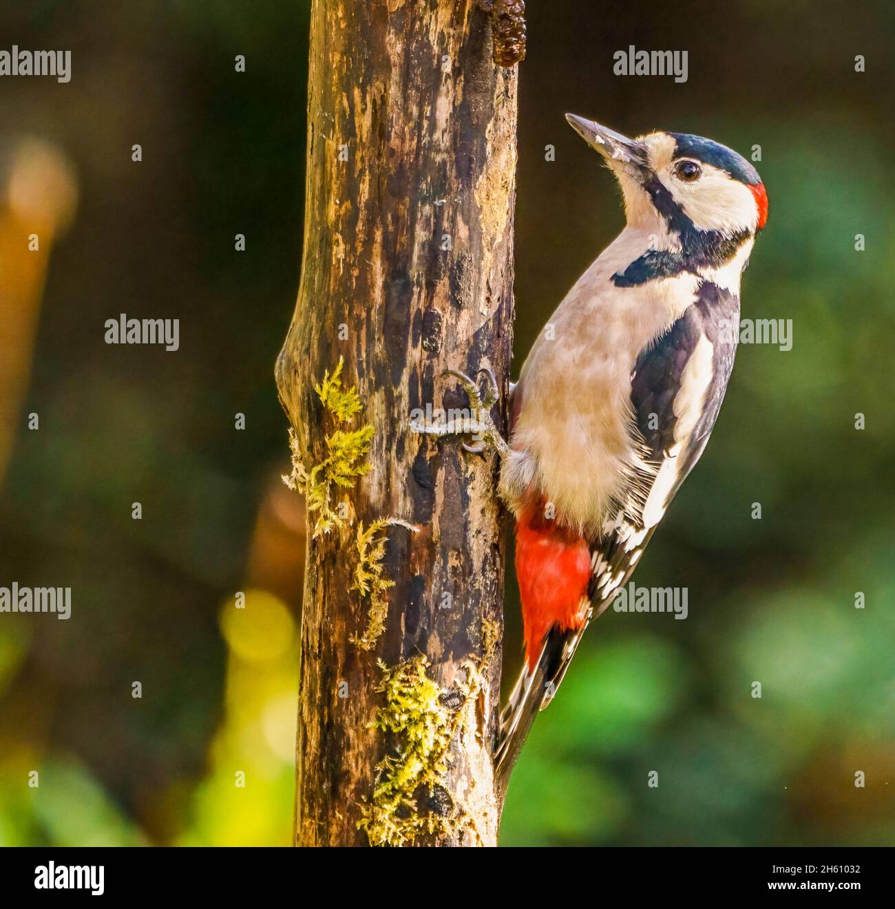 Great Spotted Woodpecker in Cotswolds Garden Stock Photo