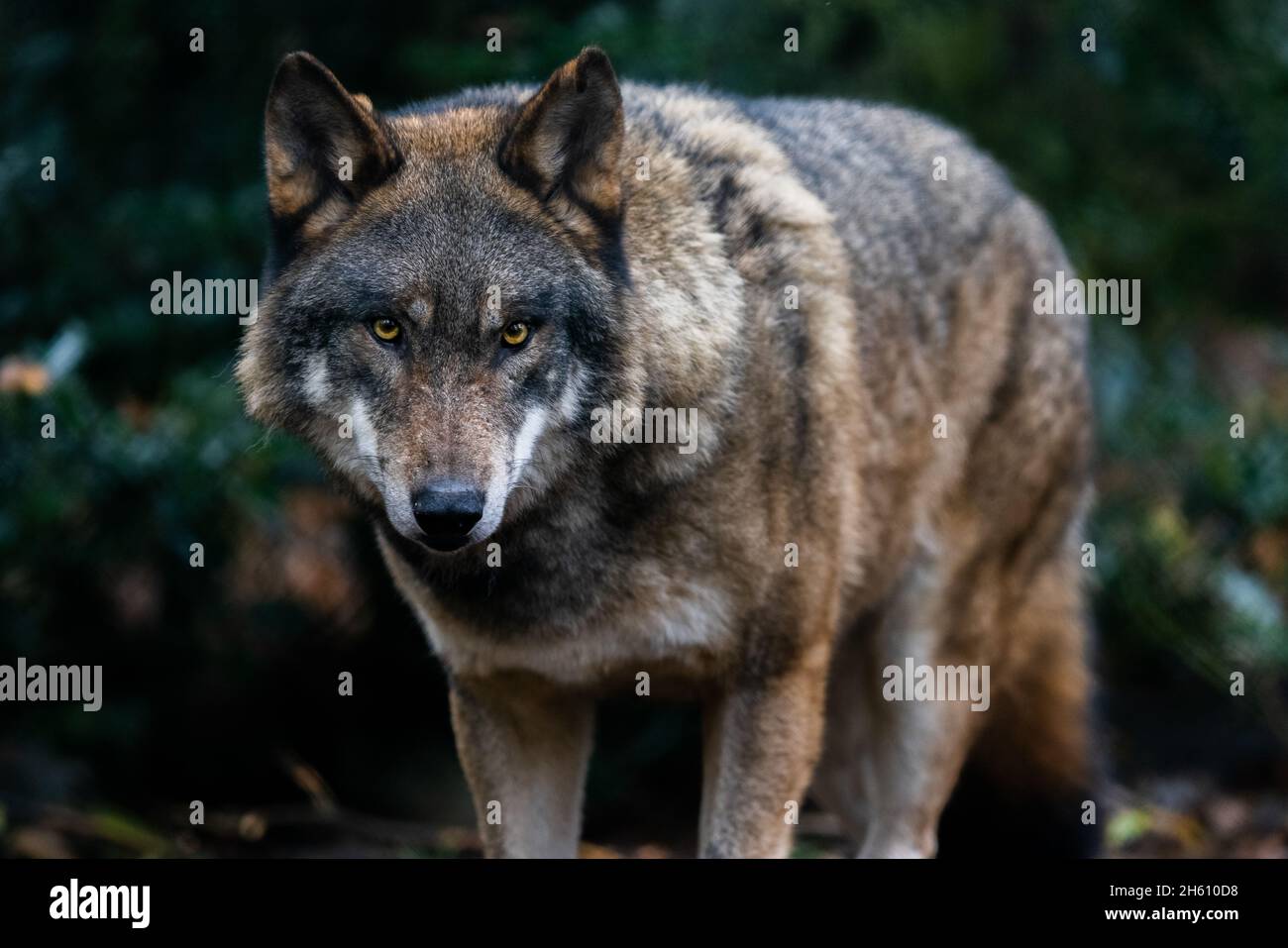 Portrait of a gray wolf in the forest Stock Photo - Alamy