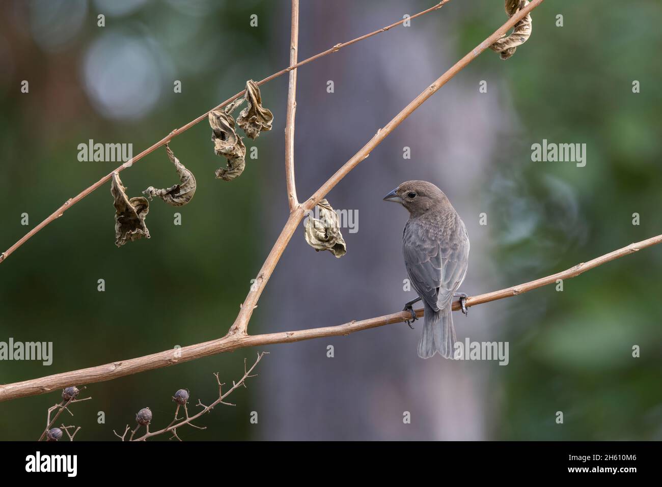 A brown-headed cowbird (Molothrus ater) perched on a branch in St. Augu Stock Photo