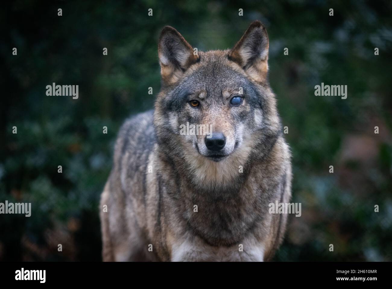 Portrait of a gray wolf in the forest Stock Photo - Alamy