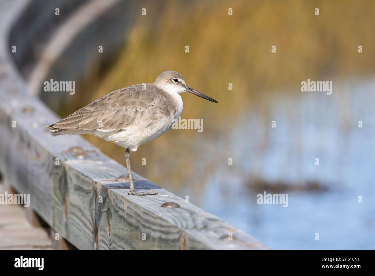 A willet (Tringa semipalmata) perched on the edge of a boardwalk along an estuary in St. Augustine, Florida. Stock Photo