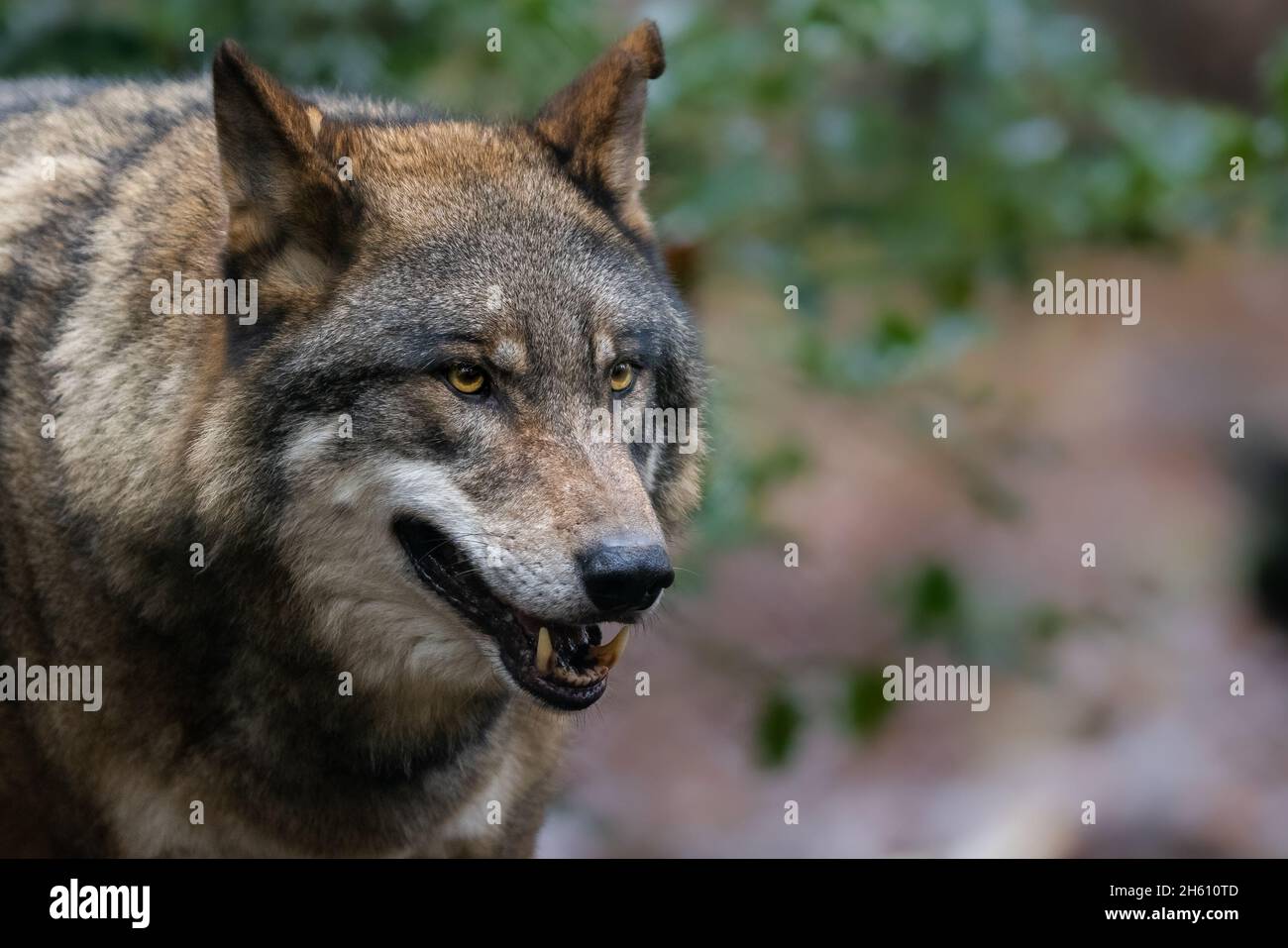 Portrait of a gray wolf in the forest Stock Photo - Alamy