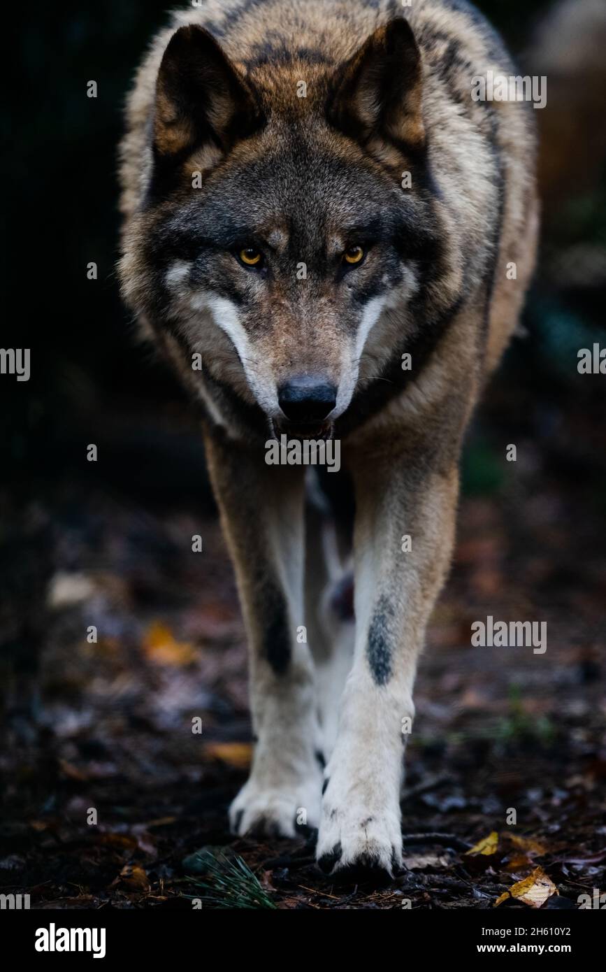 Portrait of a gray wolf in the forest Stock Photo - Alamy
