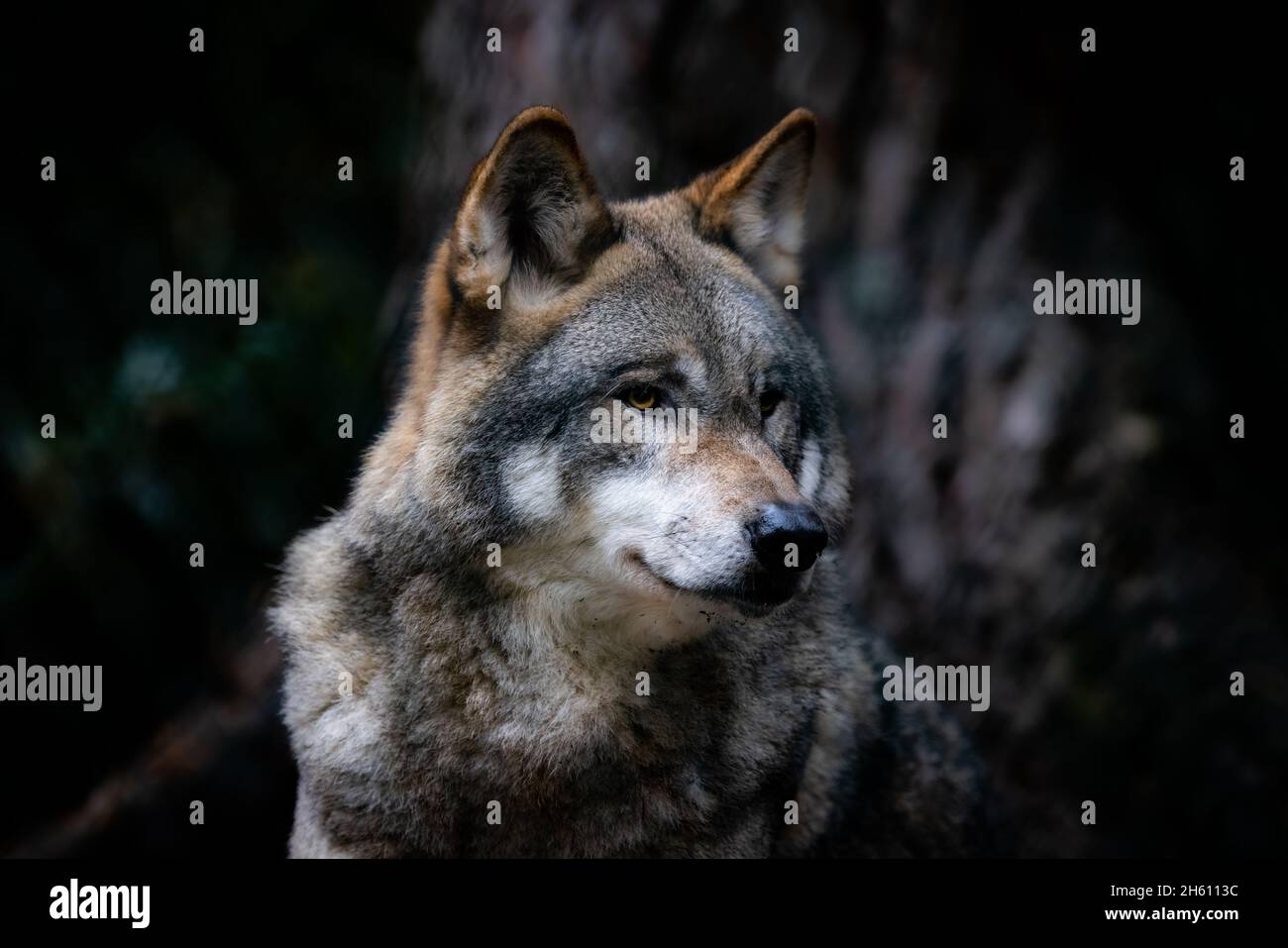 Portrait of a gray wolf in the forest Stock Photo - Alamy