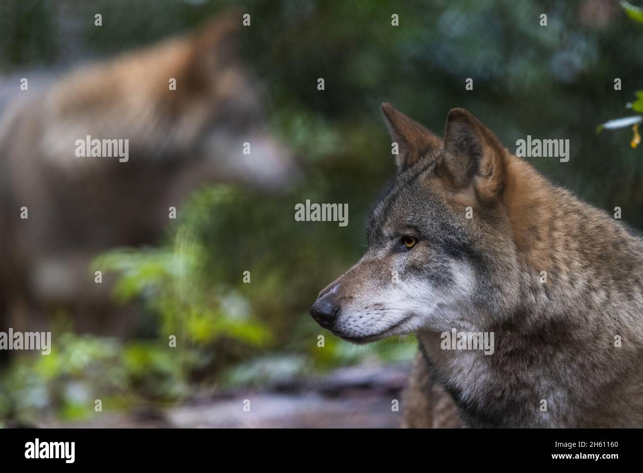 Portrait of a gray wolf in the forest Stock Photo - Alamy