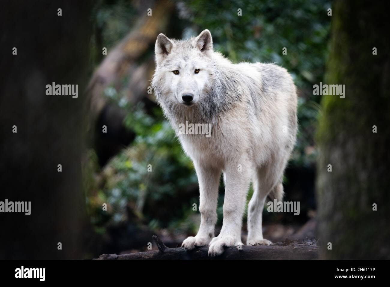 Artic wolves hi-res stock photography and images - Alamy