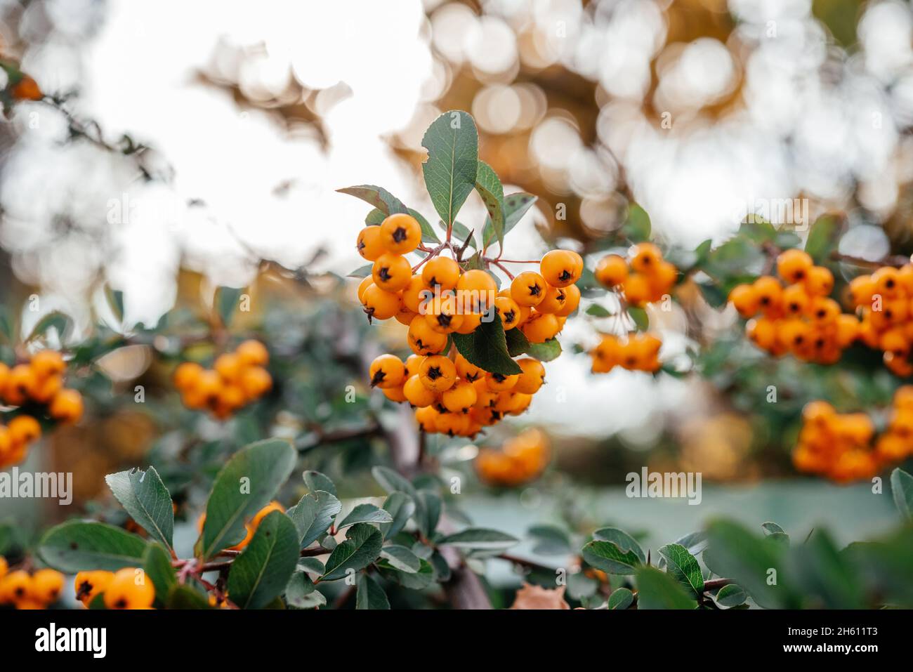 Beautiful orange berries of Piracantha firethorn in autumn garden Stock Photo