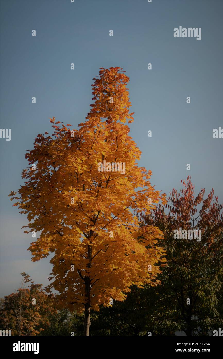 Vertical shot of an autumn tree with yellow foliage Stock Photo - Alamy