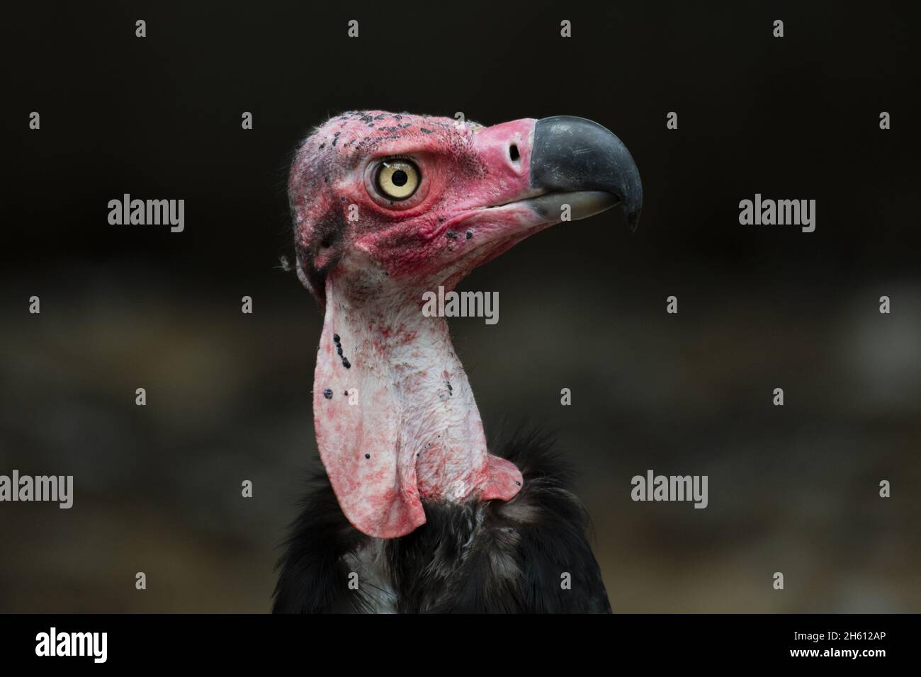 Red-headed Vulture, Sarcogyps calvus, Thailand Stock Photo