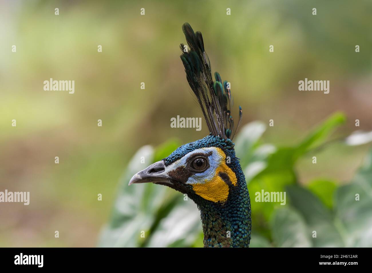 Green Peafowl, Pavo muticus, Thailand Stock Photo